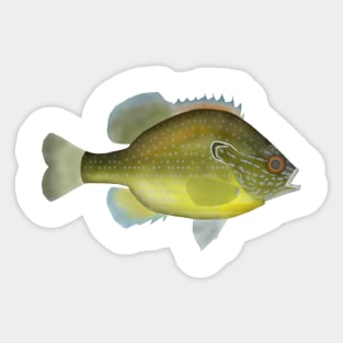 Dollar Sunfish Sticker